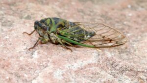 cicada picture