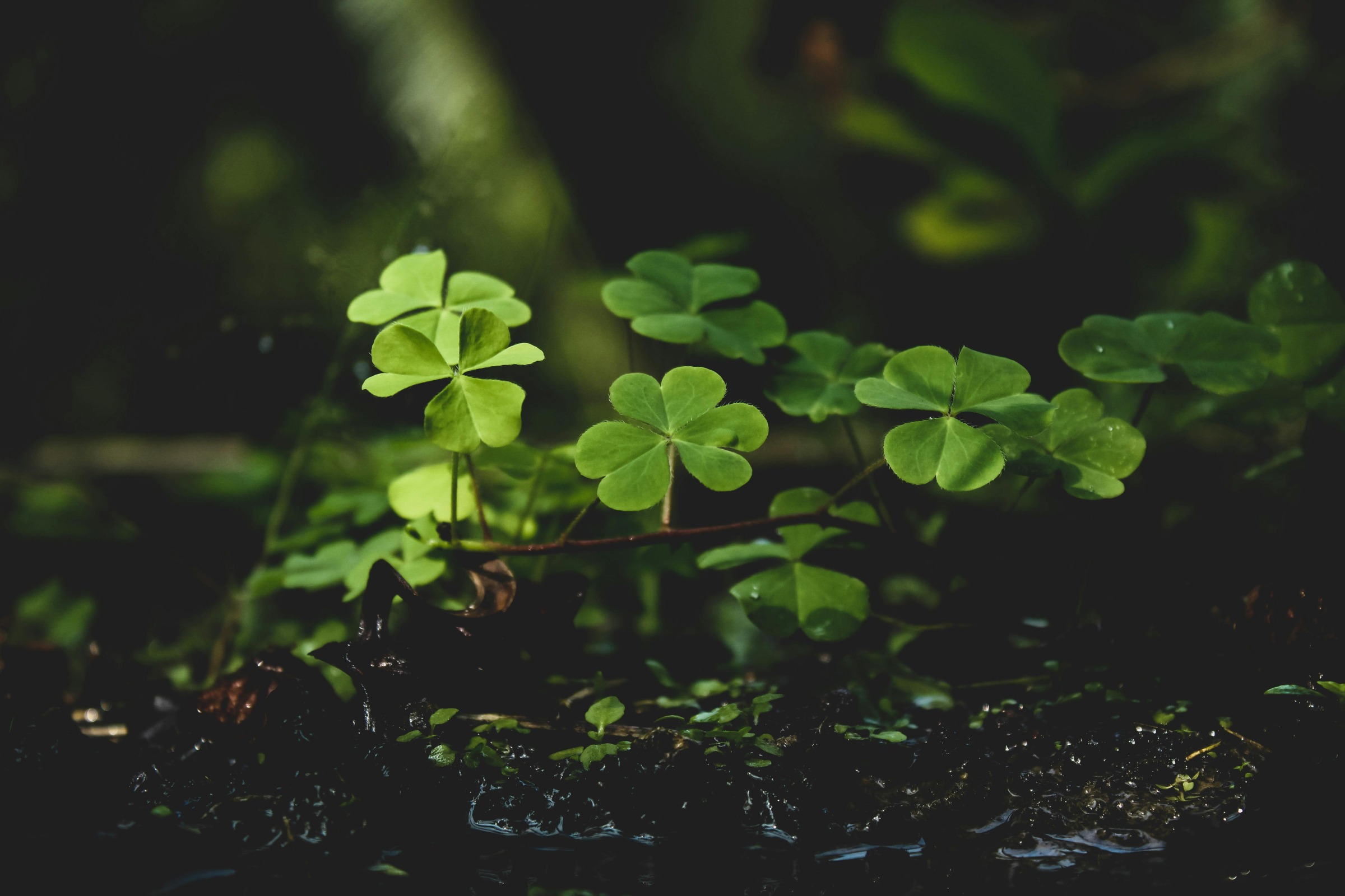 Clover in Dark Soil