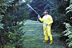 man spraying tree