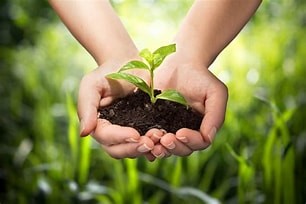 Hand holding plant