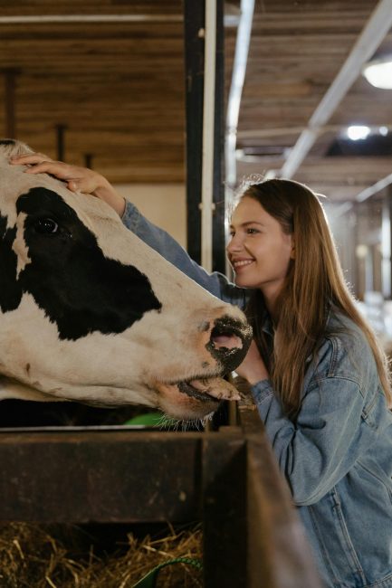 girl with cow