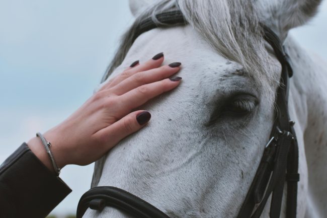 hand on horse