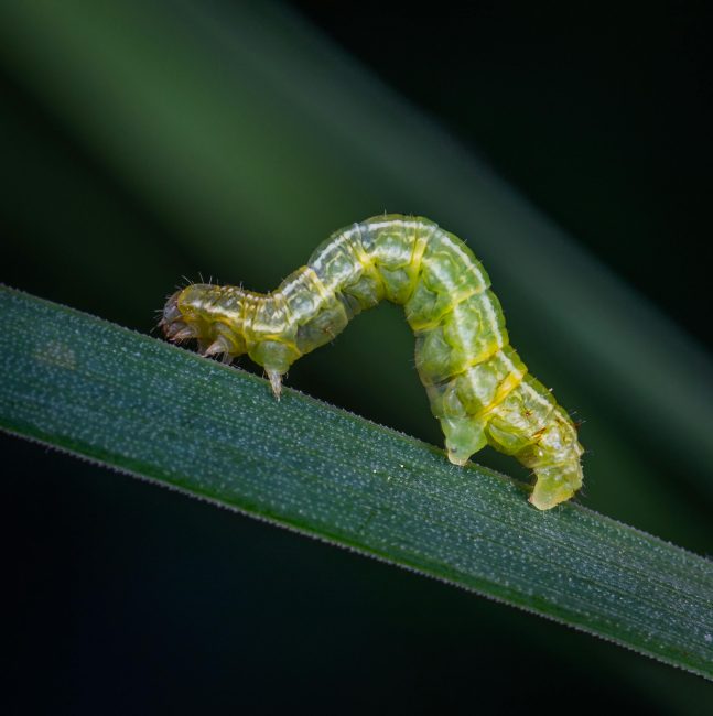 catepillar