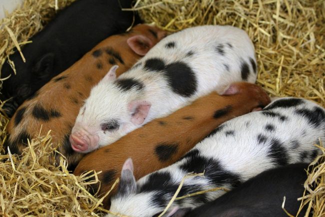 piglets