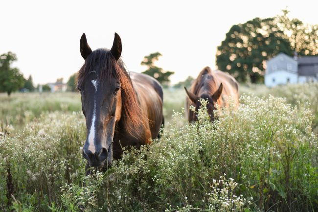 Horses in Field