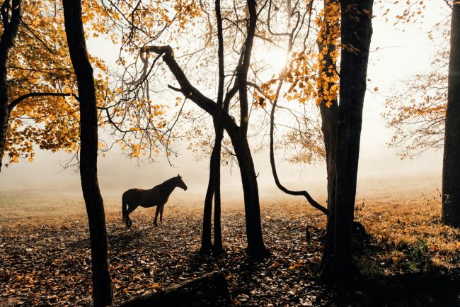 horse in woods