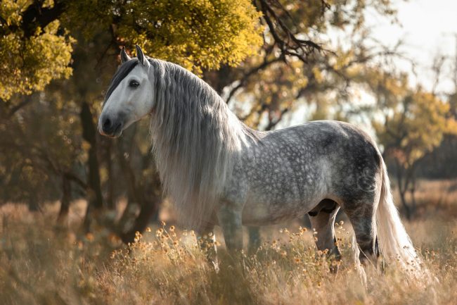 grey horse