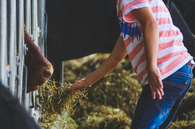 girl feeding cow